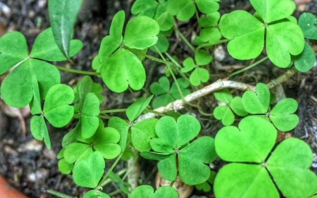 IL GIORNO IN CUI TORNARONO A FIORIRE I QUADRIFOGLI